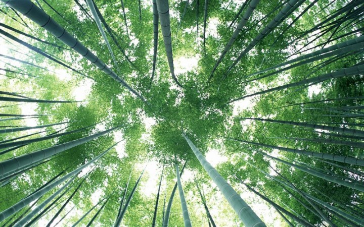 trees1